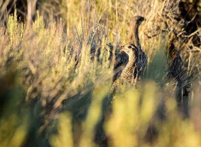 Greater sage-grouse at Seedskadee National Wildlife Refuge
