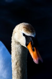 Swan photo