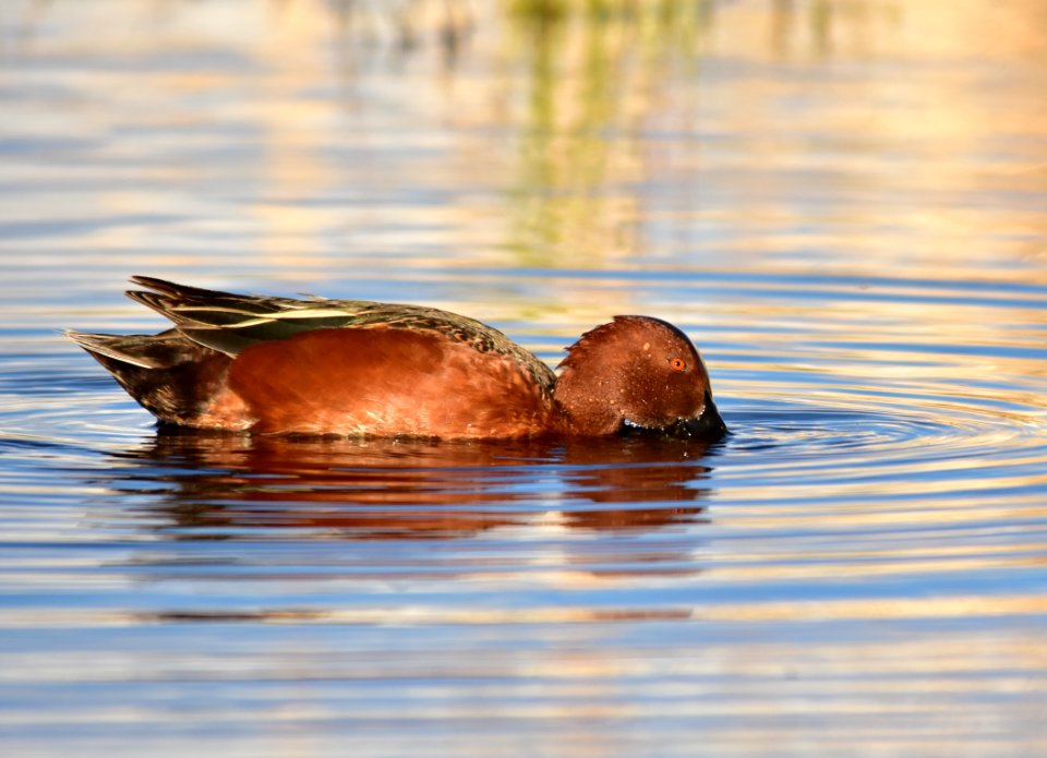 Cinnamon teal at Seedskadee National Wildlife Refuge