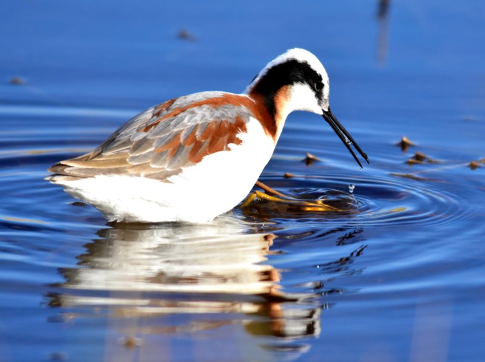 Wilson's phalarope at Seedskadee National Wildlife Refuge