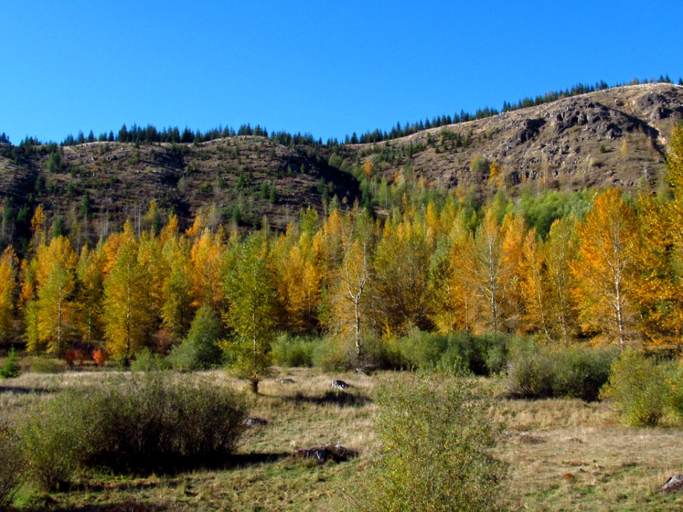 Coldwater Lake Trail at Mt. St. Helens