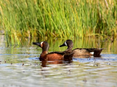 Cinnamon X blue-winged teal cross at Seedskadee National Wildlife Refuge