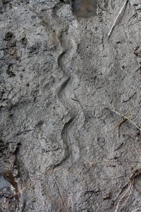 Snake Track