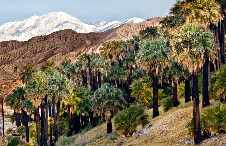 Coachella Valley Preserve System photo