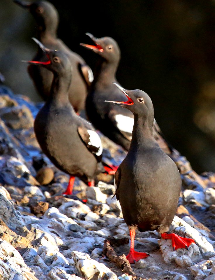 Point Arena-Stornetta unit of the California Coastal National Monument