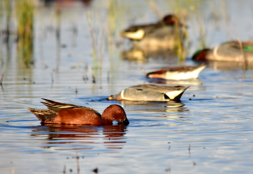 Cinnamon teal at Seedskadee National Wildlife Refuge
