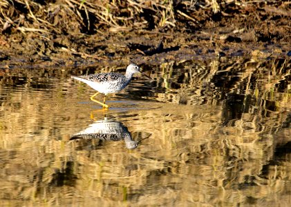 Greater yellowlegs at Seedskadee National Wildlife Refuge photo