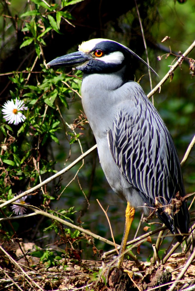 yellow crowned night heron