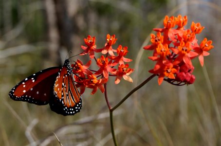 Queen Butterfly on Prairie Milkweed photo