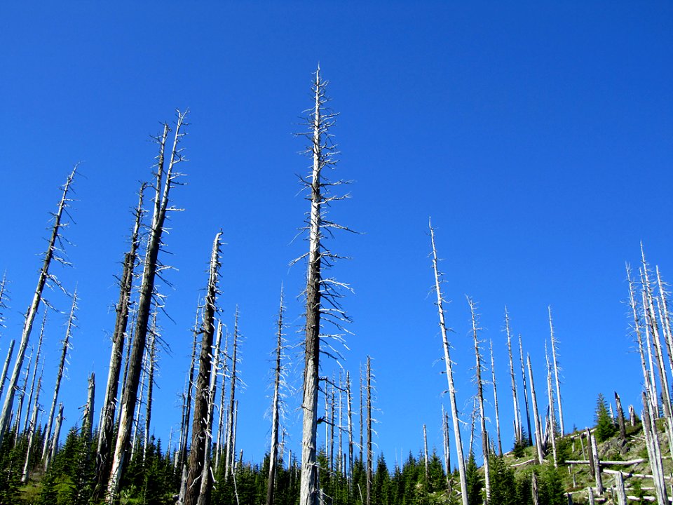 Windy Ridge by Mt. St. Helens in Washington