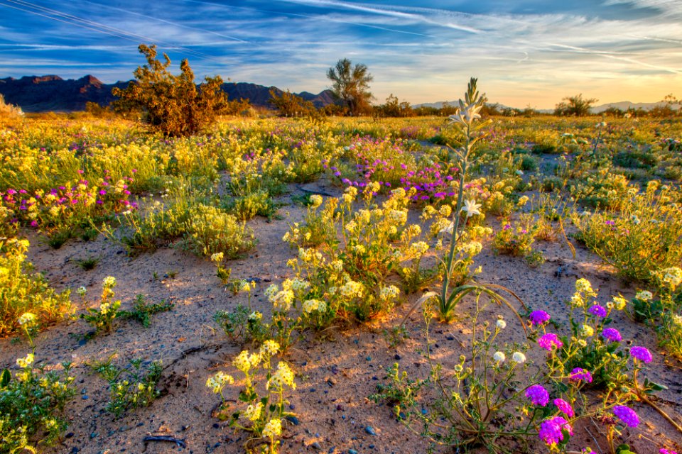 Desert Lily Preserve photo