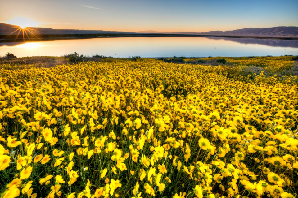 Super Bloom 2017 at Carrizo Plain National Monument