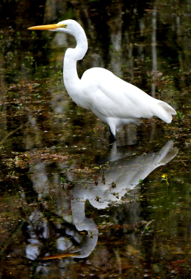 Great Egret