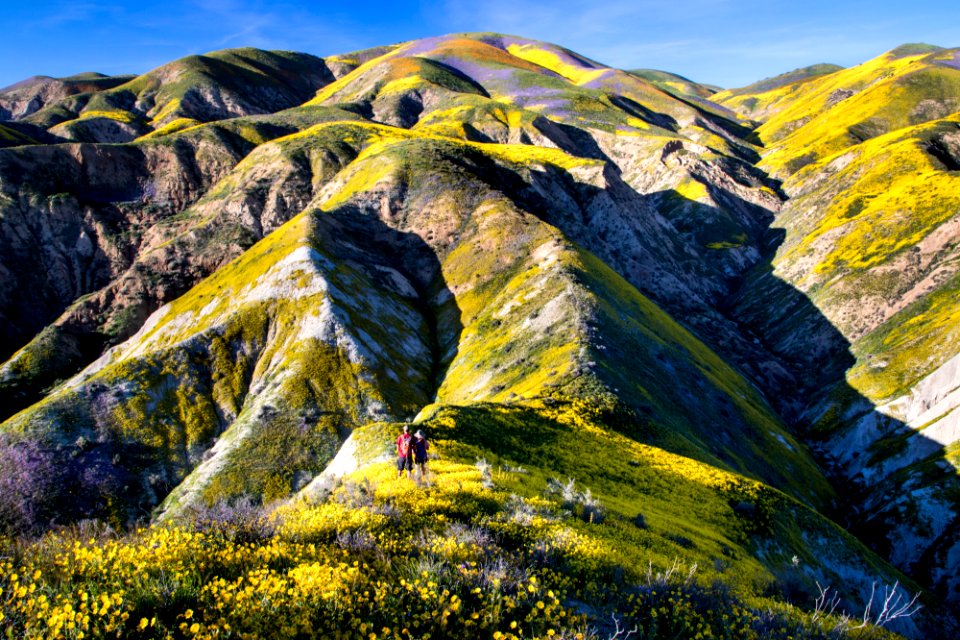 Super Bloom 2017 at Carrizo Plain National Monument