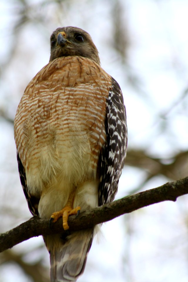 red shouldered hawk