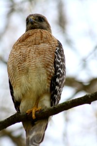red shouldered hawk