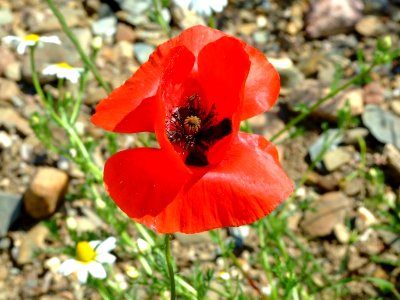 Amapola