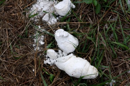 Alligator Scat photo