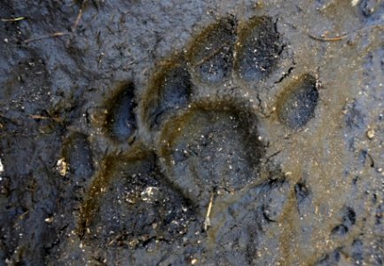 Panther Tracks