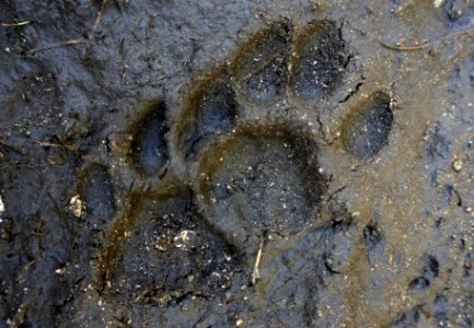 Panther Tracks photo