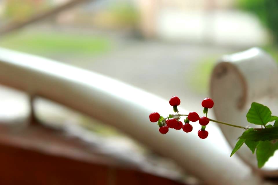 cherry