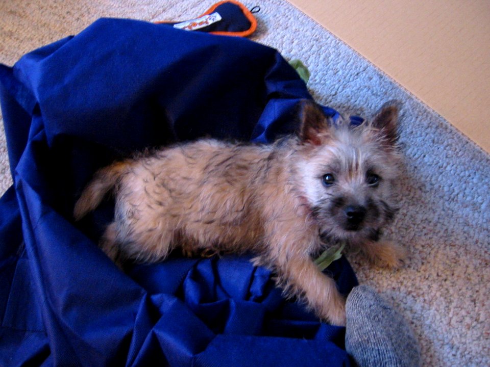 my parents' new pooch