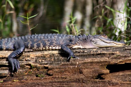 gator photo