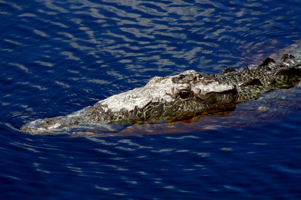 American Crocodile