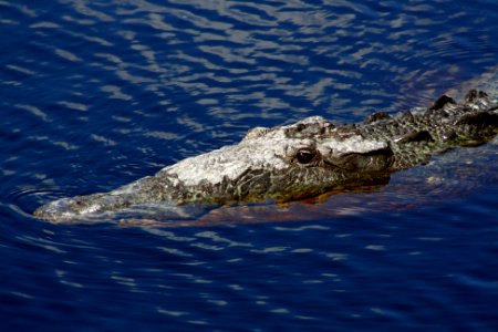 American Crocodile photo