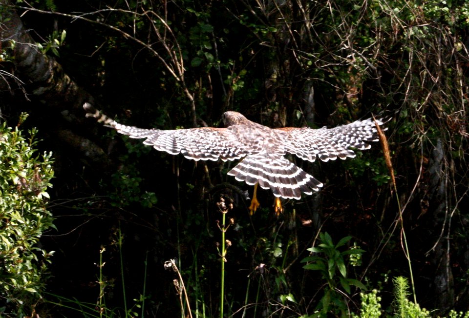 red shouldered hawk