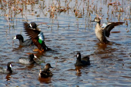 Green Winged Teal photo