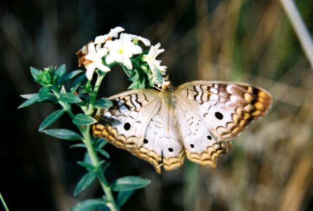 Pineland Heliotrope and White Peacock Butterfly