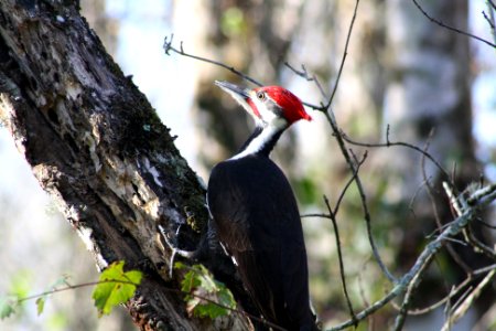 Pileated Woodpecker