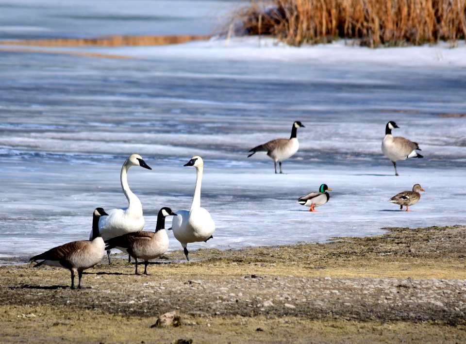 Trumpeter swan, Canada geese, and mallards at Seedskadee National Wildlife Refuge