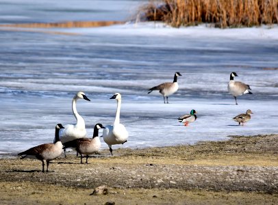 Trumpeter swan, Canada geese, and mallards at Seedskadee National Wildlife Refuge
