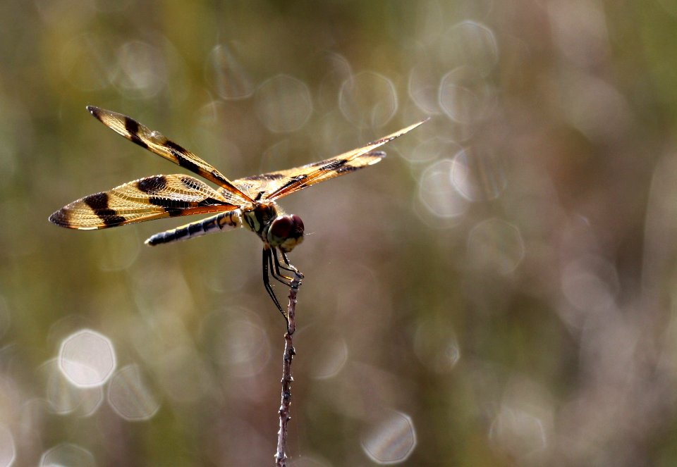 Halloween Pendant Dragonfly