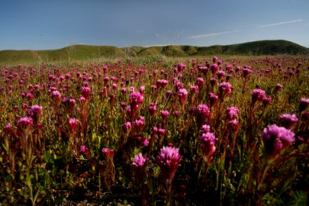 Carrizo Plain National Monument