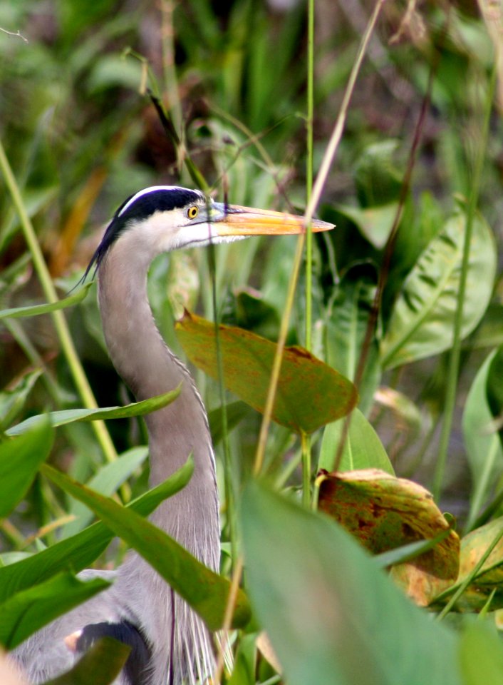 great blue heron
