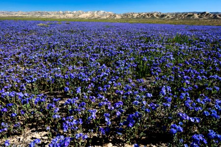 Carrizo Plain National Monument