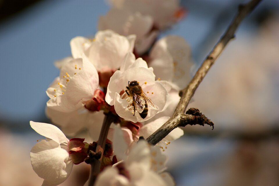 Cherry summer garden