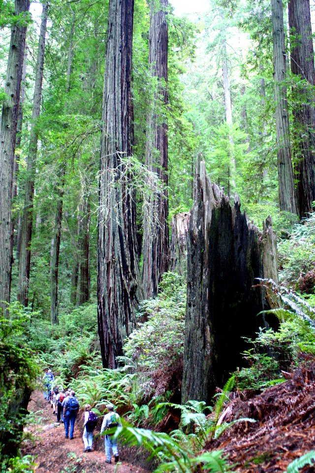 Little South Fork Elk River Trail