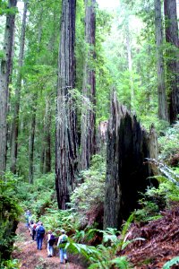 Little South Fork Elk River Trail