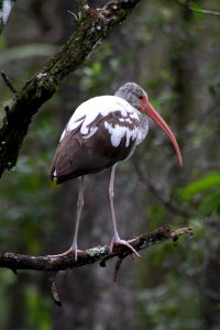immature white ibis