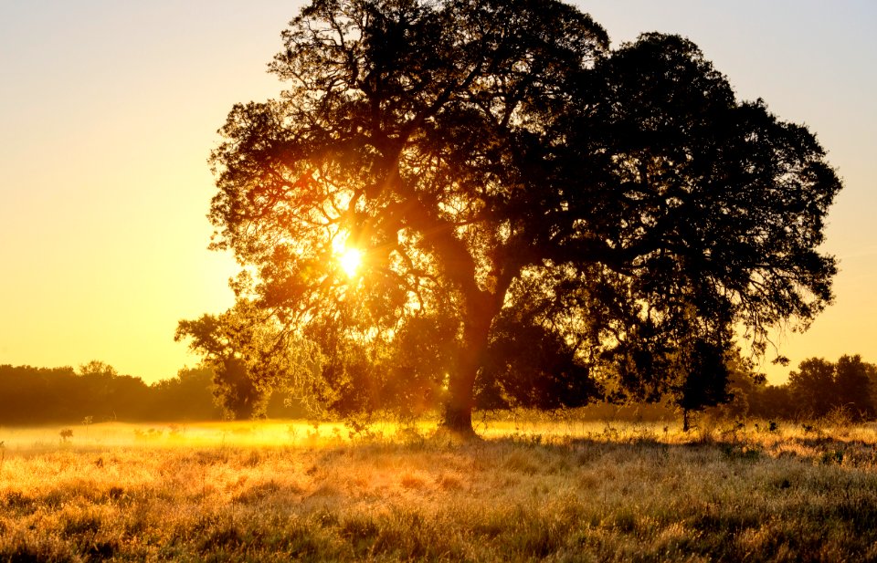 Cosumnes River Preserve