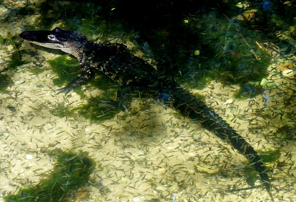 Alligator near a culvert