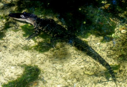 Alligator near a culvert photo
