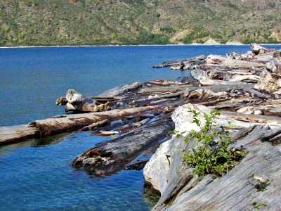 Logjam at Spirit Lake at Mt. St. Helens in Washington
