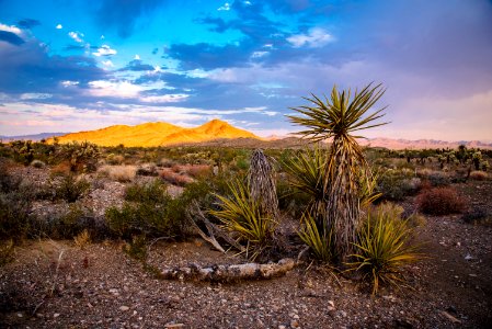 Bigelow Cholla Garden Wilderness