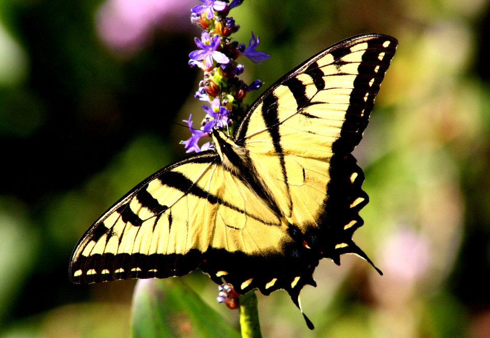 tiger swallowtail