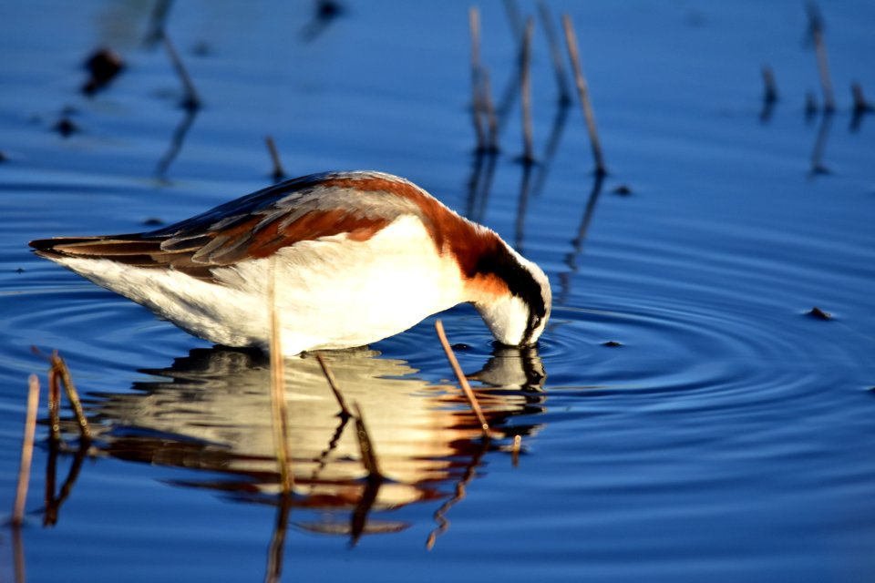 Wilson's phalarope at Seedskadee National Wildlife Refuge